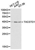 EPCAM Antibody