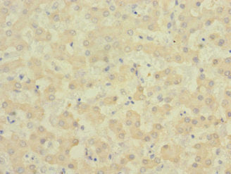 EPHB4 Antibody