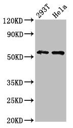 EPOR Antibody