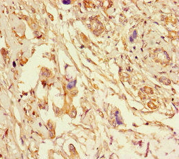ERLIN2 Antibody