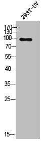 DLG2 Antibody