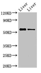 ETV1 Antibody