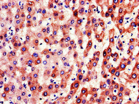 F9 Antibody