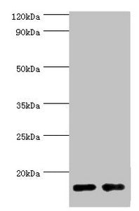 FABP6 Antibody