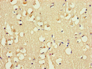 FABP7 Antibody