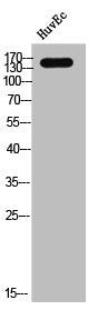 EGFR Antibody