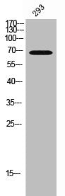 TIGD1 Antibody