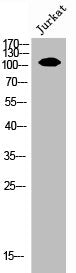 EPHA7 Antibody