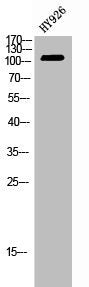 EPHB4 Antibody