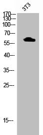 Phospho-AKT1 (T72) Antibody