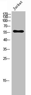 CCZ1/CCZ1B Antibody