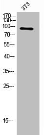 FGFR3 Antibody