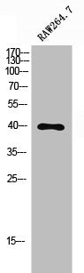 PHLDA1 Antibody