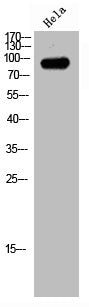 ABCF1 Antibody