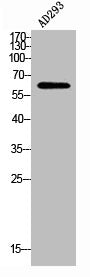 POTEH/POTEG Antibody