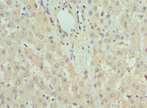 FBP1 Antibody