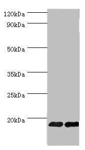 FGF1 Antibody