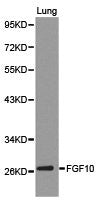 FGF10 Antibody