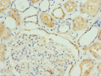 FGF19 Antibody
