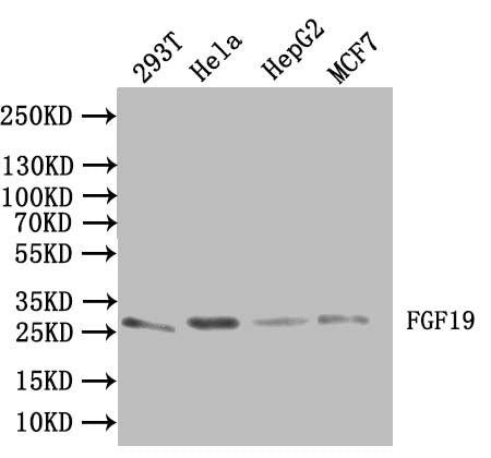 FGF19 Antibody