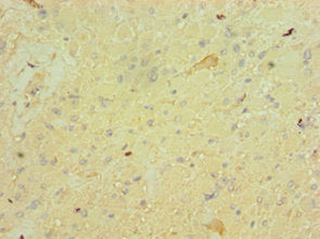 FGF9 Antibody