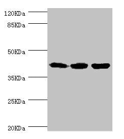 FIBP Antibody