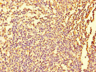 FIGN Antibody