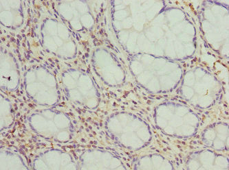 FMO1 Antibody