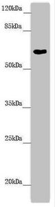 FMO5 Antibody