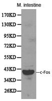 FOS Antibody