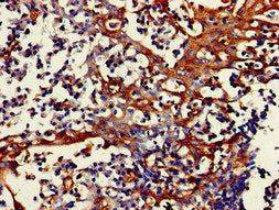 FPR3 Antibody