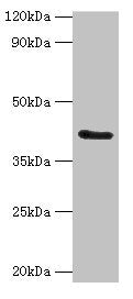 FUT6 Antibody