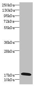 GADD45G Antibody