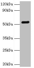 GC Antibody