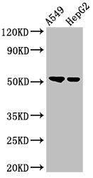 GCNT3 Antibody