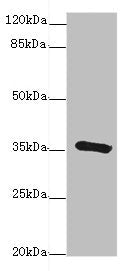 GDA Antibody