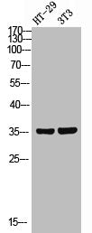 FOXN2 Antibody