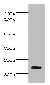 GFER Antibody