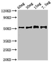 Gamma-glutamyl hydrolase Antibody