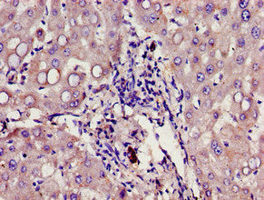 GHR Antibody