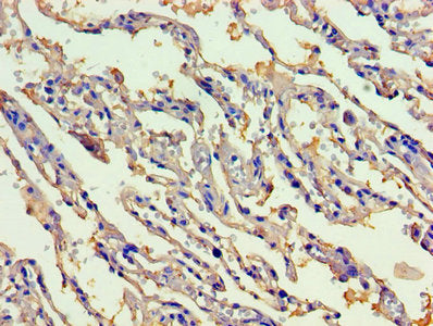 CBLIF Antibody