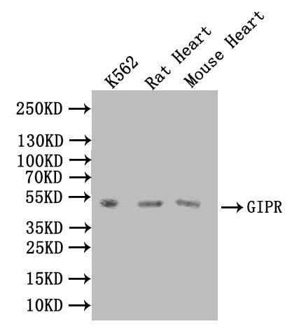 GIPR Antibody