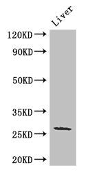 GJB2 Antibody