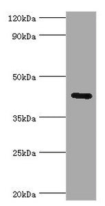 GJC1 Antibody
