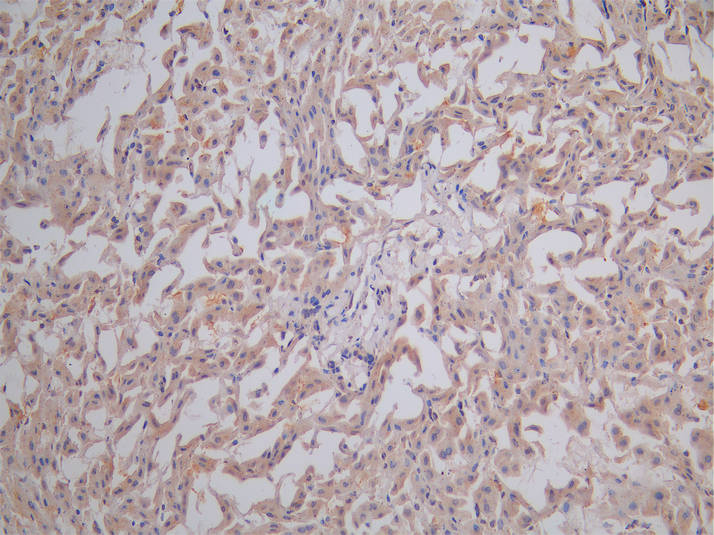 APOE Antibody