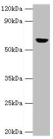 GLUD2 Antibody