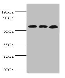 GLUD2 Antibody