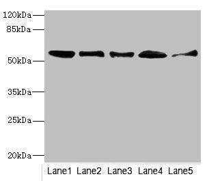 GLYCTK Antibody