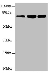 GMPS Antibody