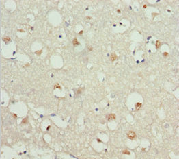 GNAO1 Antibody